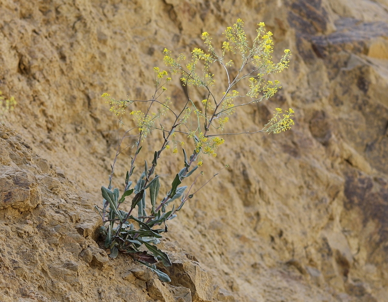 Image of Isatis trachycarpa specimen.
