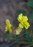 Oxalis pes-caprae f. pleniflora