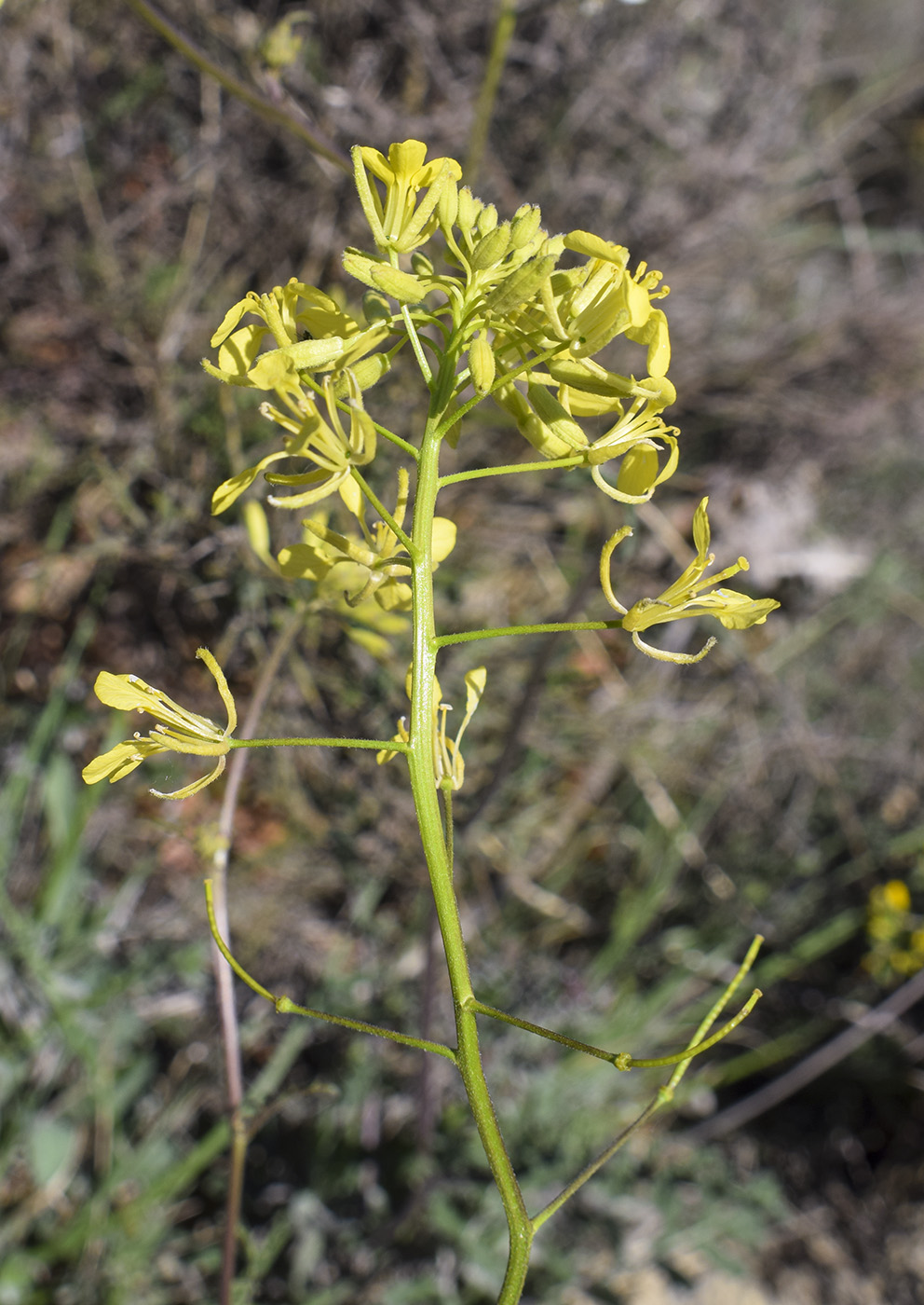 Image of familia Brassicaceae specimen.