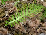 Polypodium vulgare. Молодая стерильная вайя. Беларусь, Минская обл., Мядельский р-н, национальный парк \"Нарочанский\", окр. дер. Боровые, в сосново-еловом зелёномошном бору с примесью Betula pendula и Populus tremula, возле разрушающегося ствола поваленного дерева. 02.04.2024.