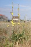 Verbascum undulatum