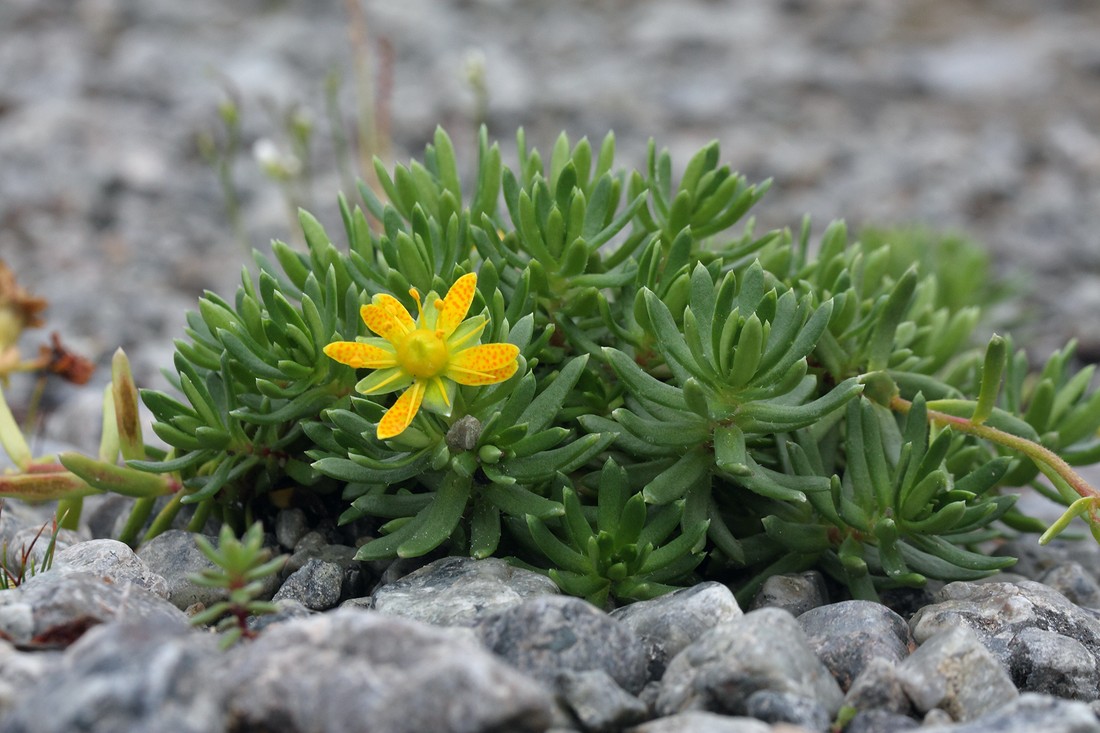 Изображение особи Saxifraga aizoides.