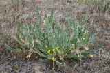 Astragalus larvatus