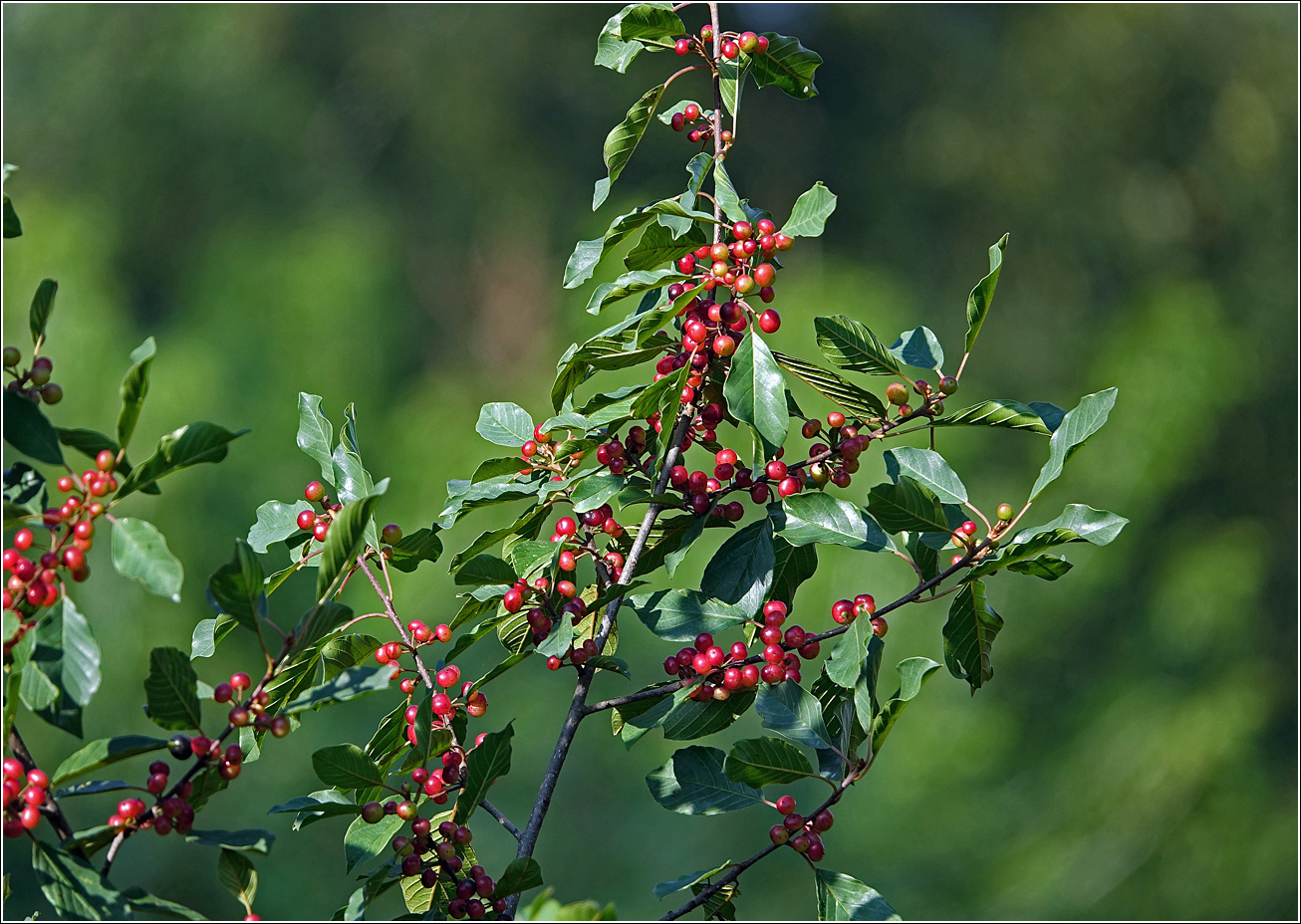 Изображение особи Frangula alnus.