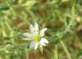 Stellaria dichotoma. Цветок. Бурятия, Джидинский р-н, окр. с. Дырестуй. 24.07.2009.