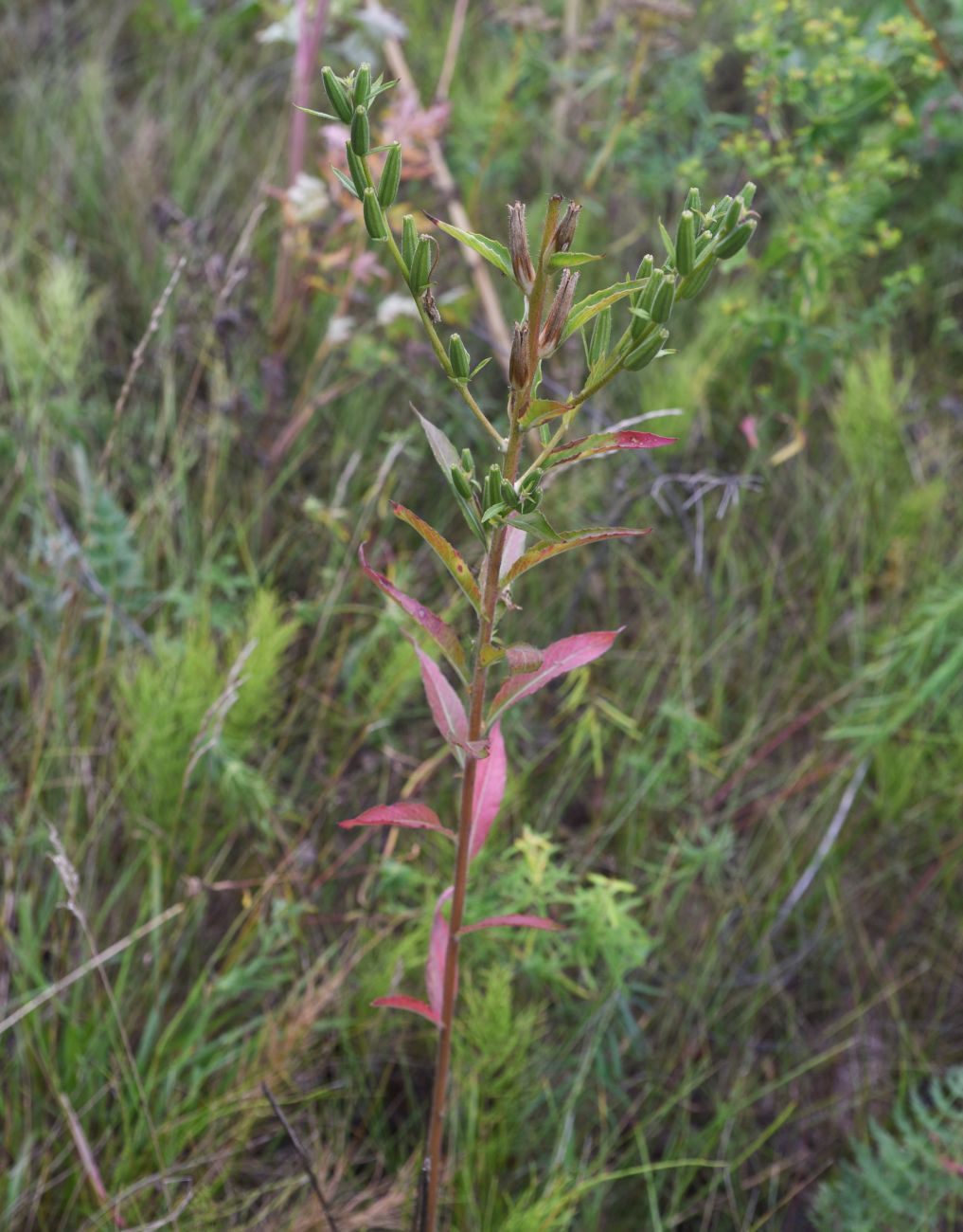 Изображение особи Oenothera rubricaulis.