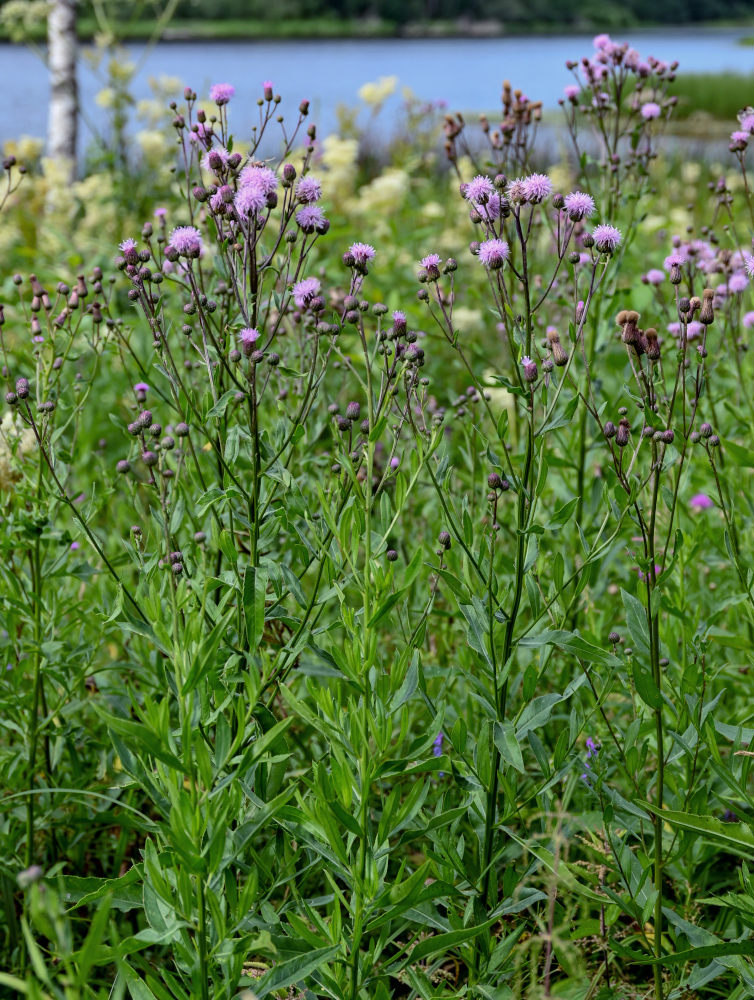 Изображение особи Cirsium setosum.