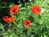 Papaver setiferum