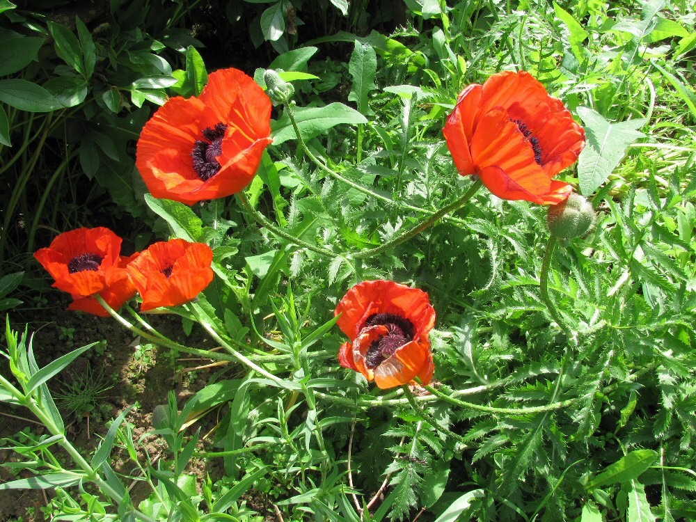 Image of Papaver setiferum specimen.