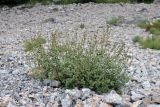 Stachys hissarica