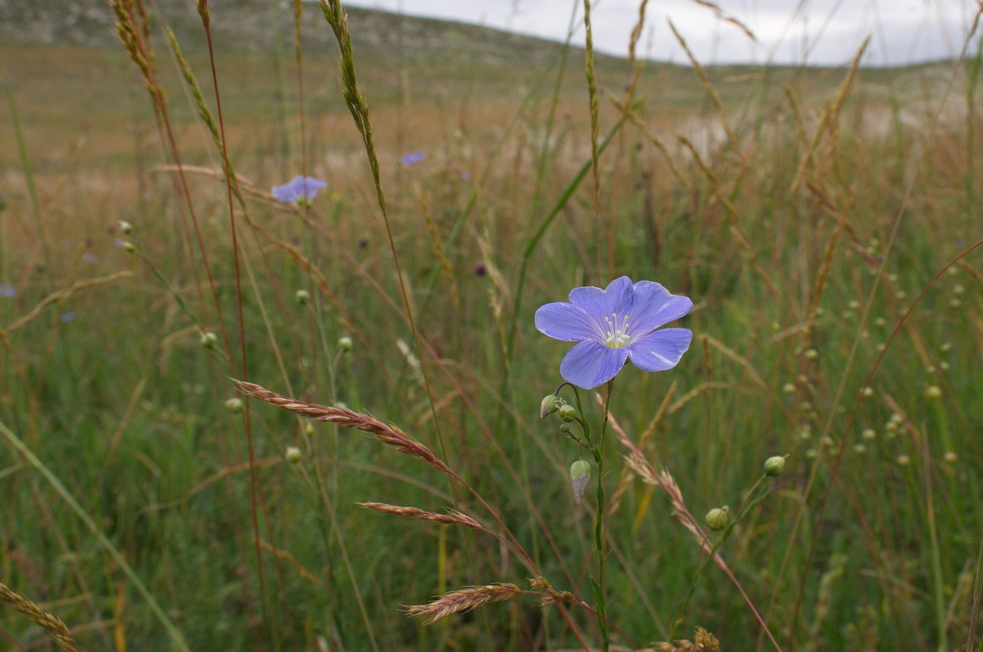 Image of Linum austriacum specimen.