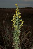 Artemisia pontica