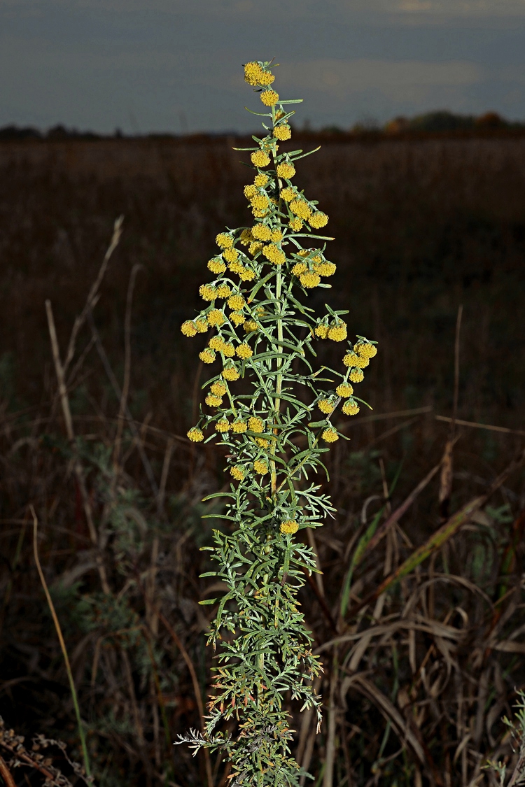 Image of Artemisia pontica specimen.