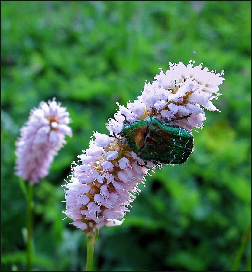 Изображение особи Bistorta officinalis.