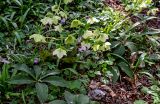 Helleborus caucasicus