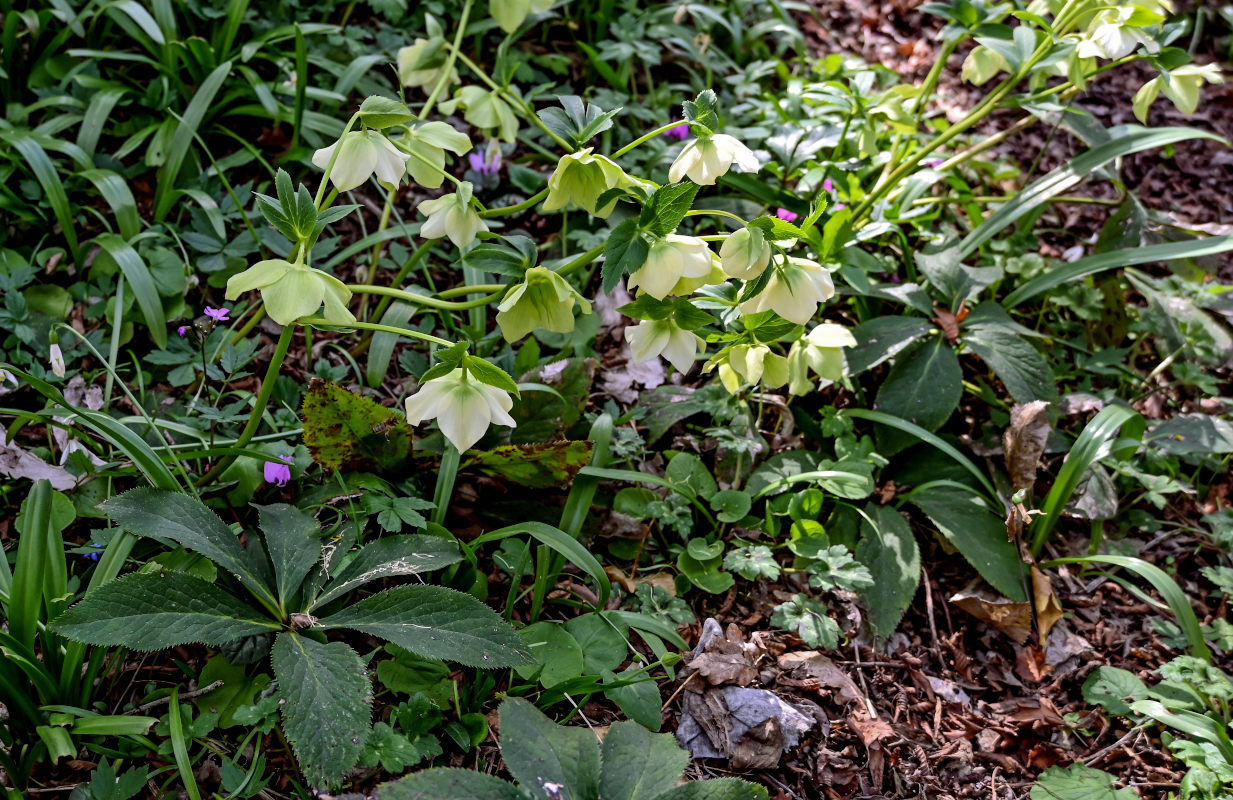 Изображение особи Helleborus caucasicus.