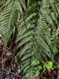 Polystichum aculeatum. Верхушки вай. Краснодарский край, Сочи, Адлерский р-н, горнолыжный курорт \"Роза Хутор\", широколиственный лес. 12.03.2025.