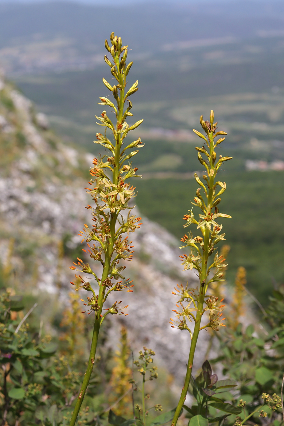 Изображение особи Eremurus thiodanthus.