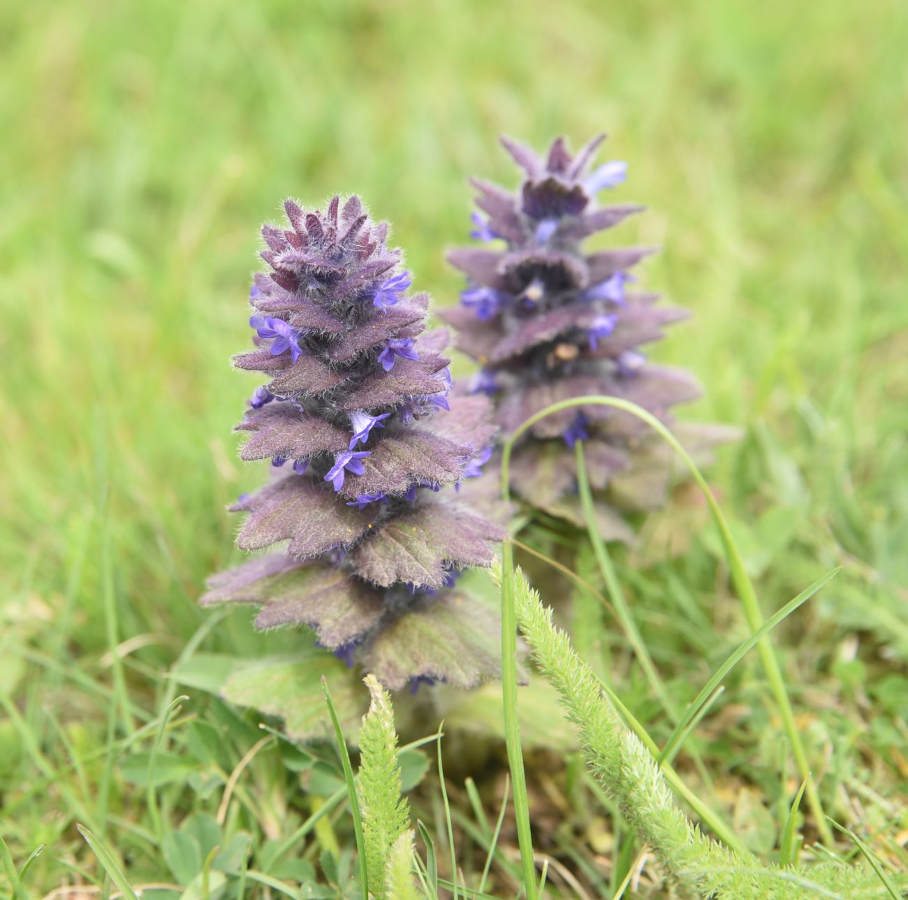 Image of Ajuga orientalis specimen.