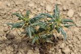 Xanthium spinosum. Вегетирующее растение. Узбекистан, Андижанская обл., окр. г. Асака, адыры, окр. небольшого водохранилища, глинистый склон. 07.06.2025.