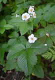 Fragaria moschata. Цветки и листья. Московская обл., г. Подольск, берег р. Пахра, под густой кроной деревьев. 04.06.2025.