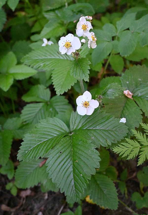 Image of Fragaria moschata specimen.