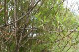 род Salix