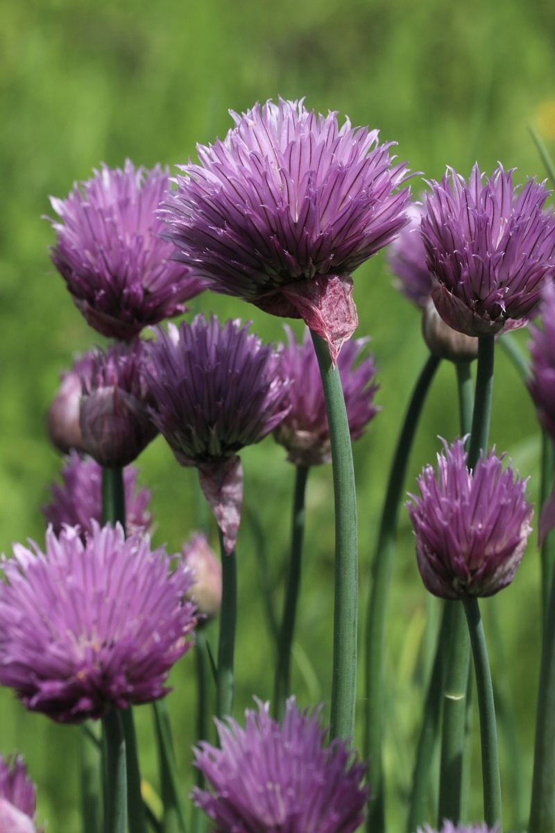 Image of Allium schoenoprasum specimen.