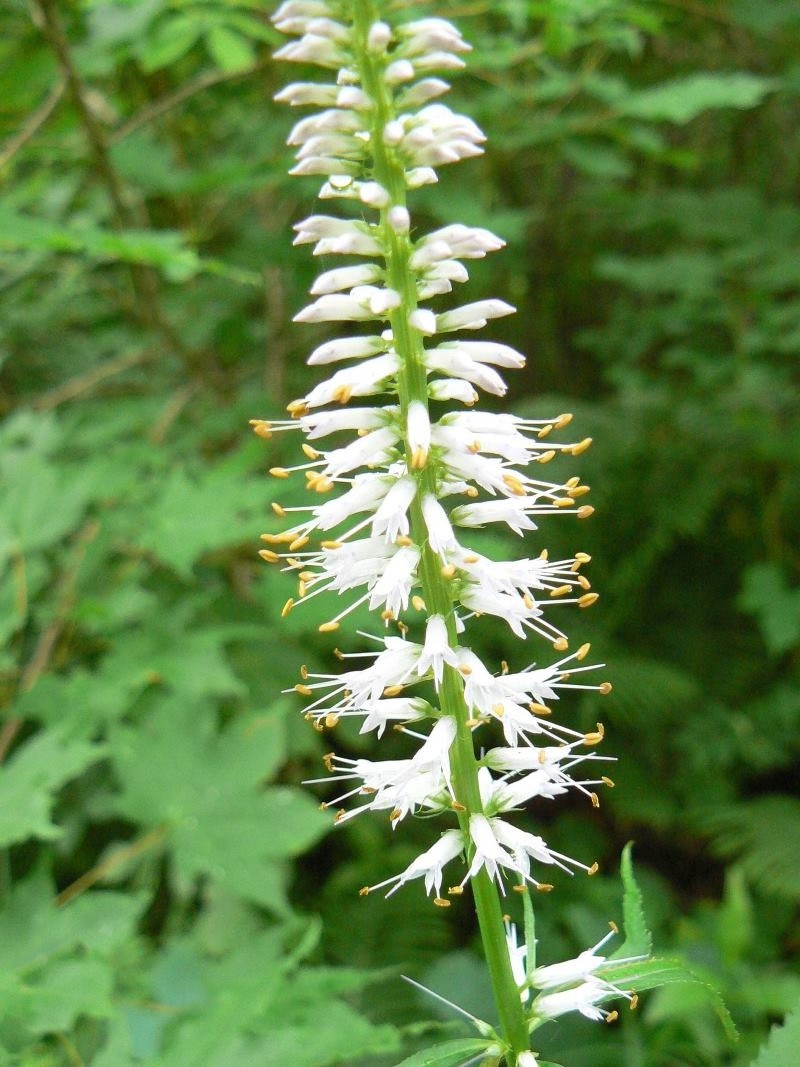 Image of Veronicastrum sibiricum specimen.