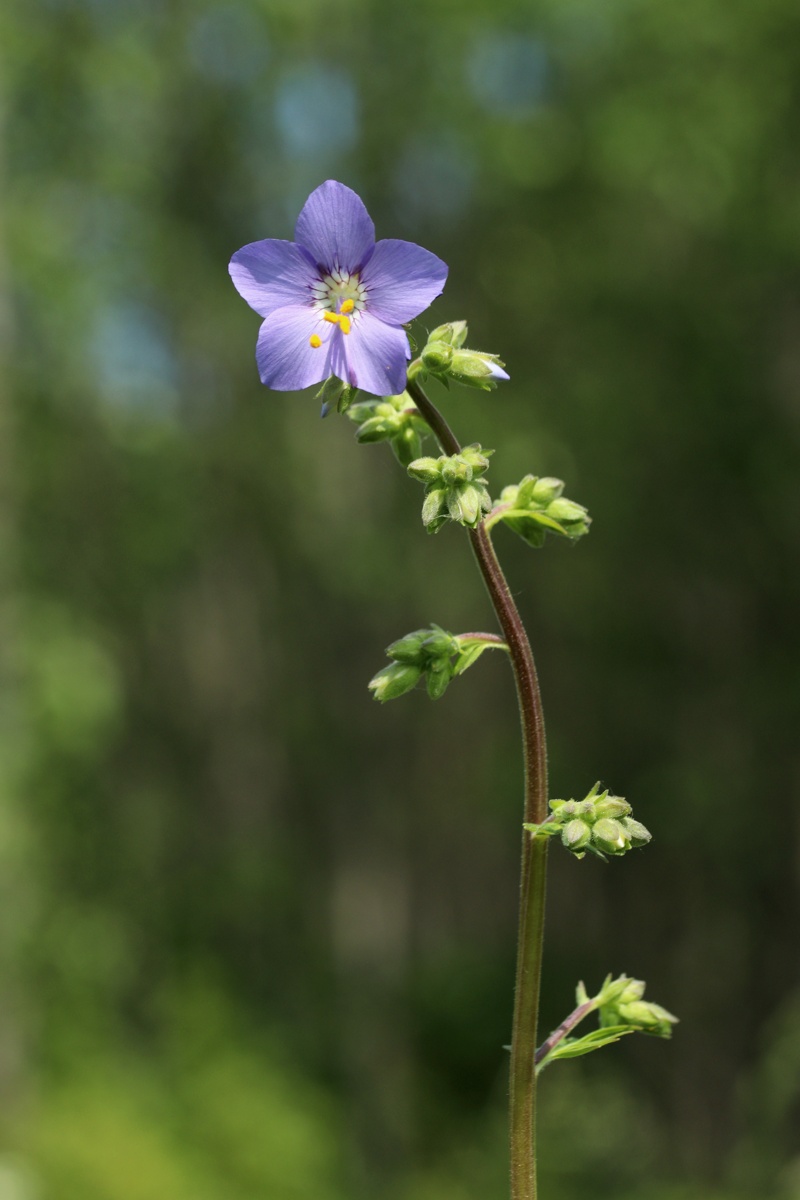 Image of Polemonium caeruleum specimen.