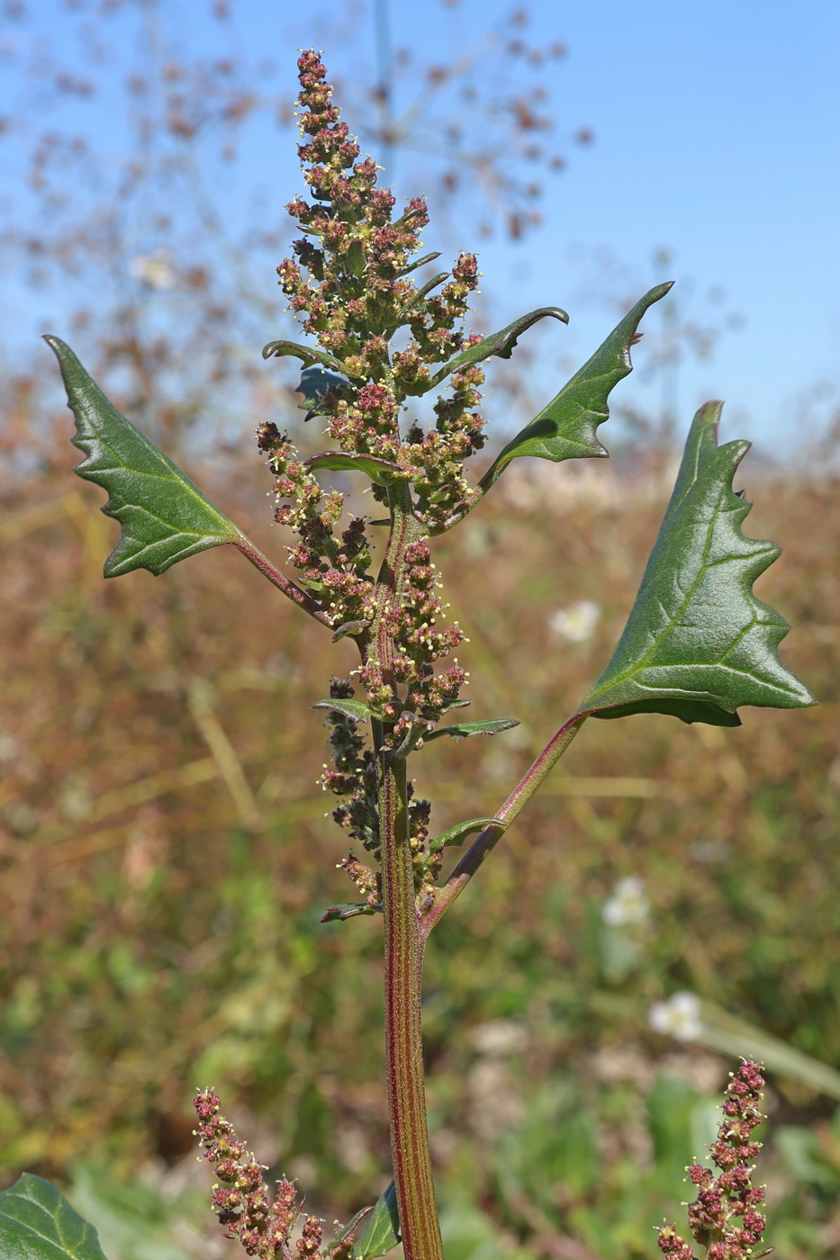 Image of Oxybasis chenopodioides specimen.