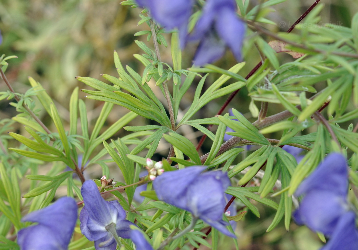 Image of Aconitum macrorhynchum specimen.