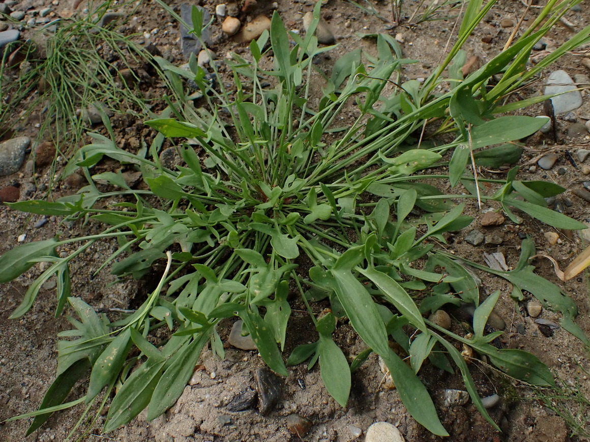 Изображение особи Rumex acetosella.