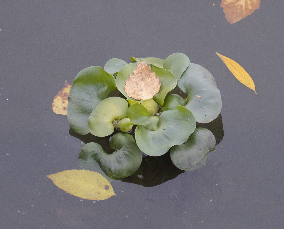 Изображение особи Eichhornia crassipes.