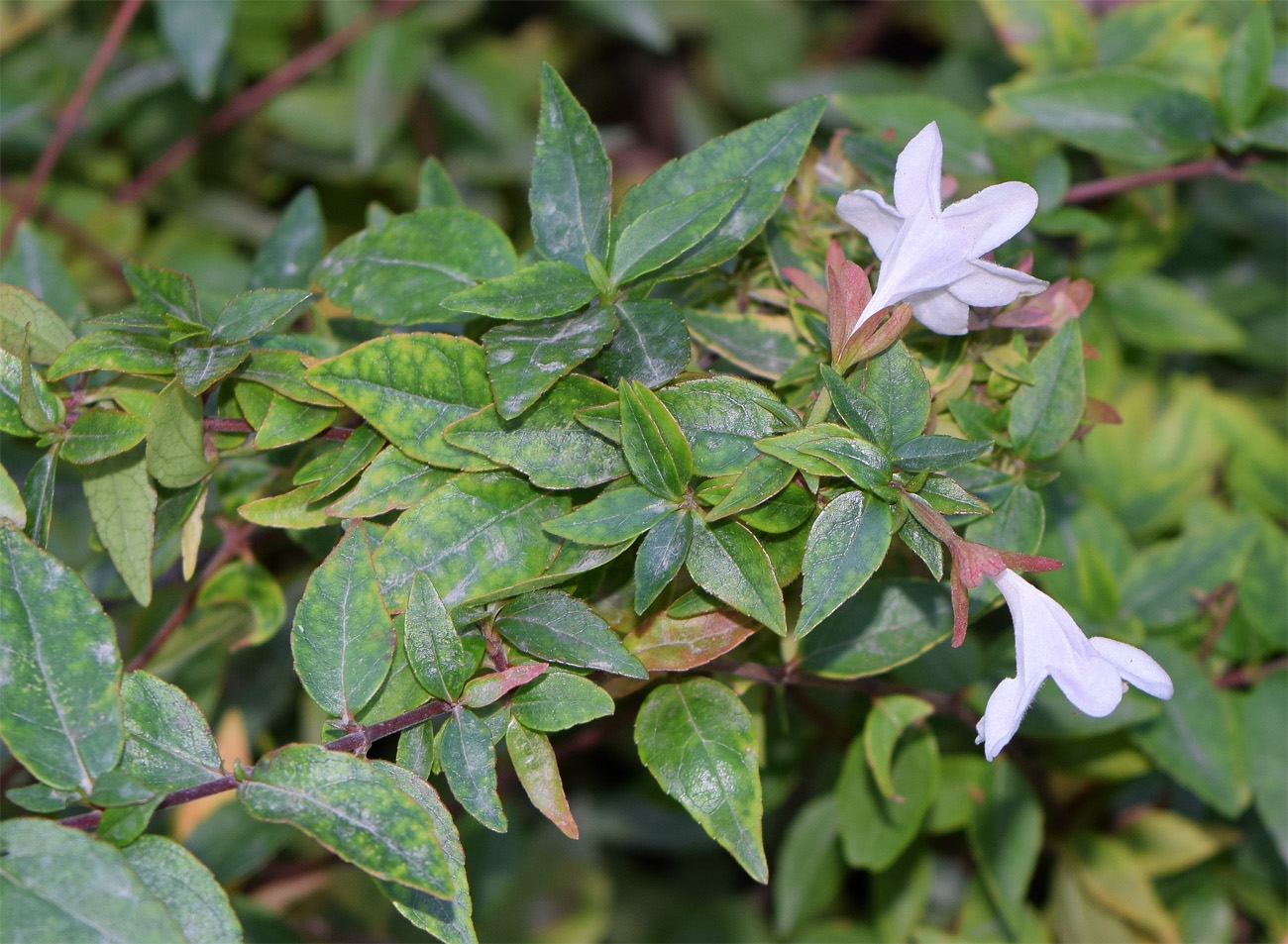 Image of Abelia × grandiflora specimen.