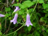 Campanula taurica