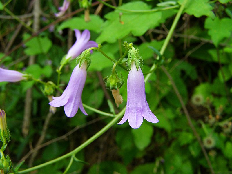 Image of Campanula taurica specimen.