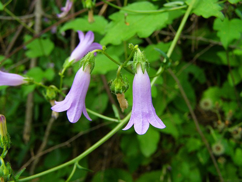 Изображение особи Campanula taurica.