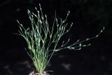 Juncus ambiguus