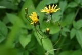 genus Crepis