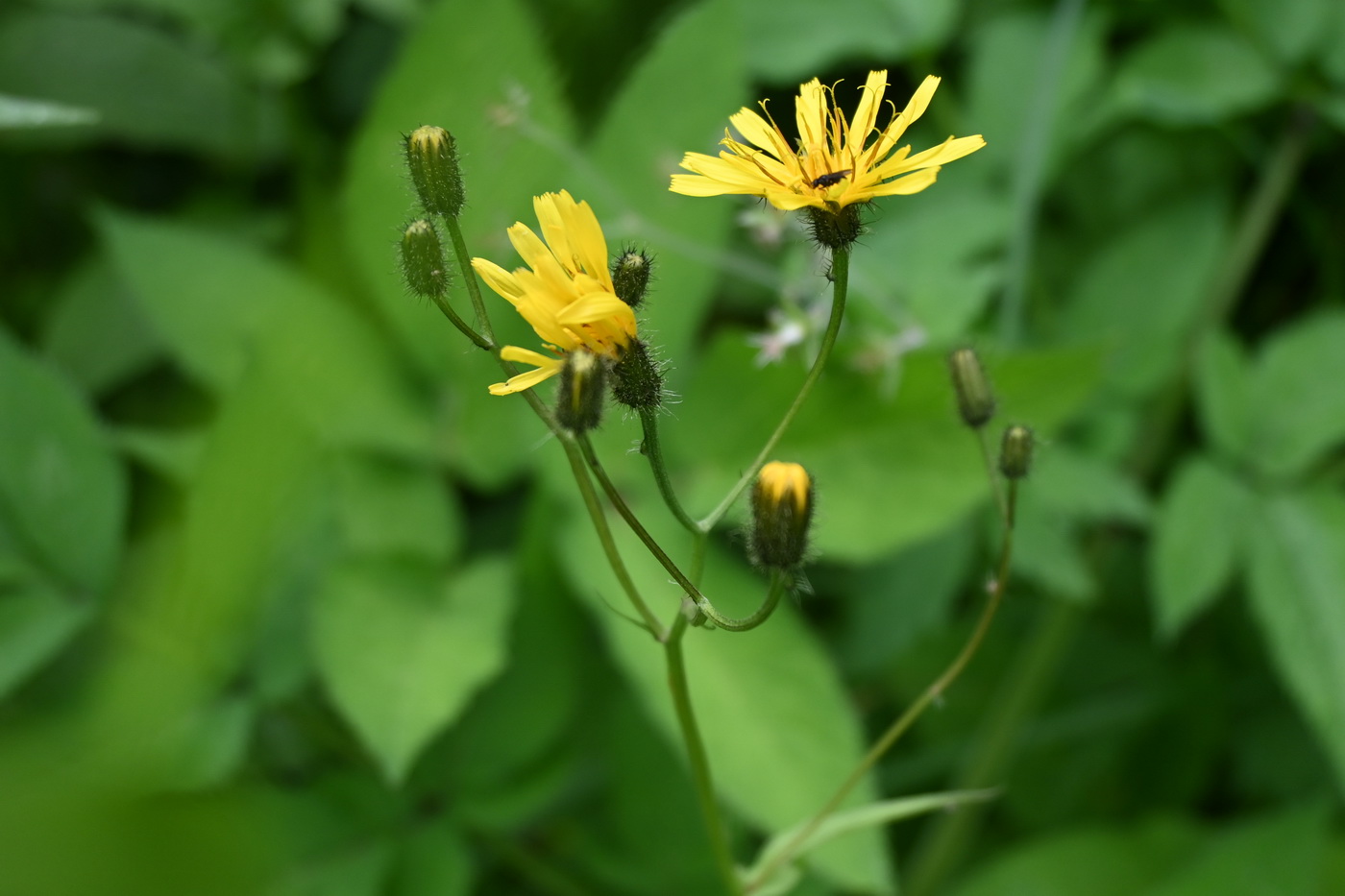 Image of genus Crepis specimen.