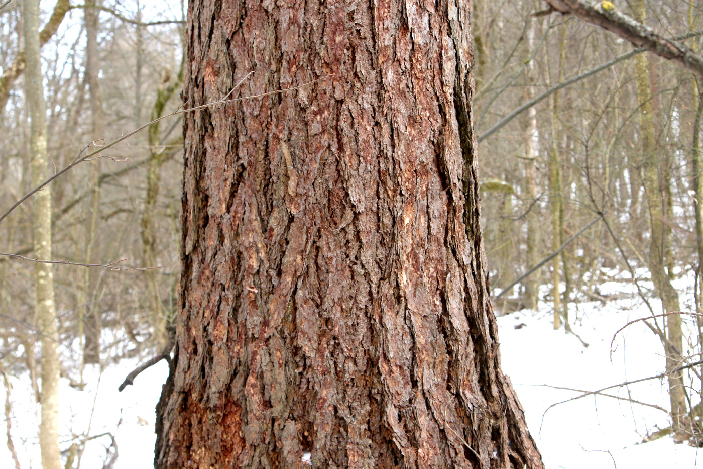Изображение особи Larix sibirica.