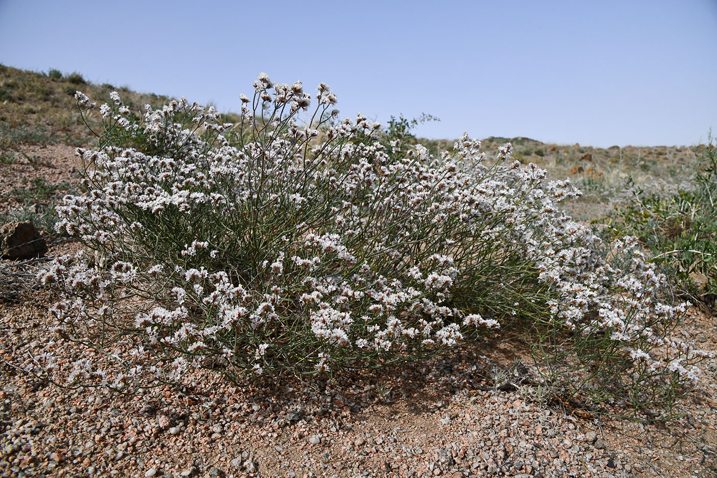 Image of Limonium michelsonii specimen.