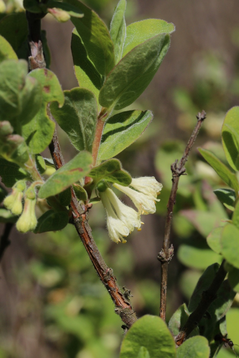 Изображение особи Lonicera baltica.