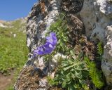 Campanula saxifraga. Цветущее и вегетирующие растения. Кабардино-Балкария, Черекский р-н, пер. Хазнывцек, ≈ 2800 м н.у.м., в трещине известняковой скалы. 30.07.2025.