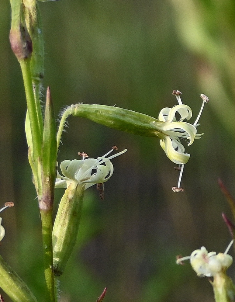 Image of Silene tatarica specimen.
