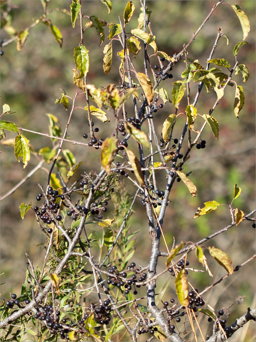 Image of Rhamnus cathartica specimen.