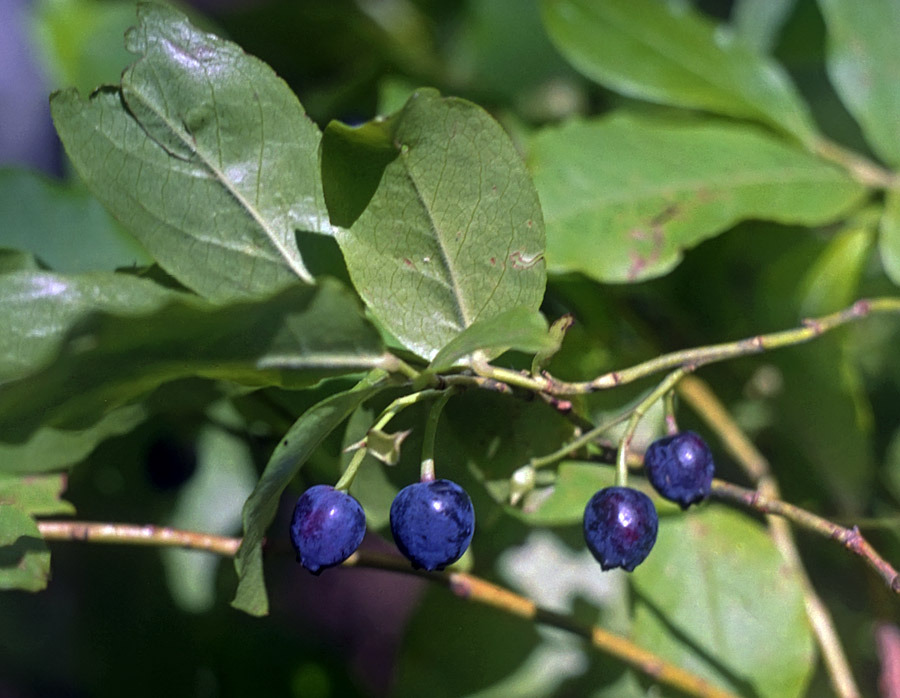 Image of Vaccinium arctostaphylos specimen.