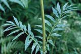 Valeriana officinalis