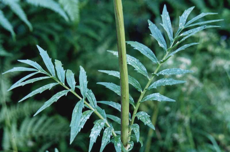 Изображение особи Valeriana officinalis.